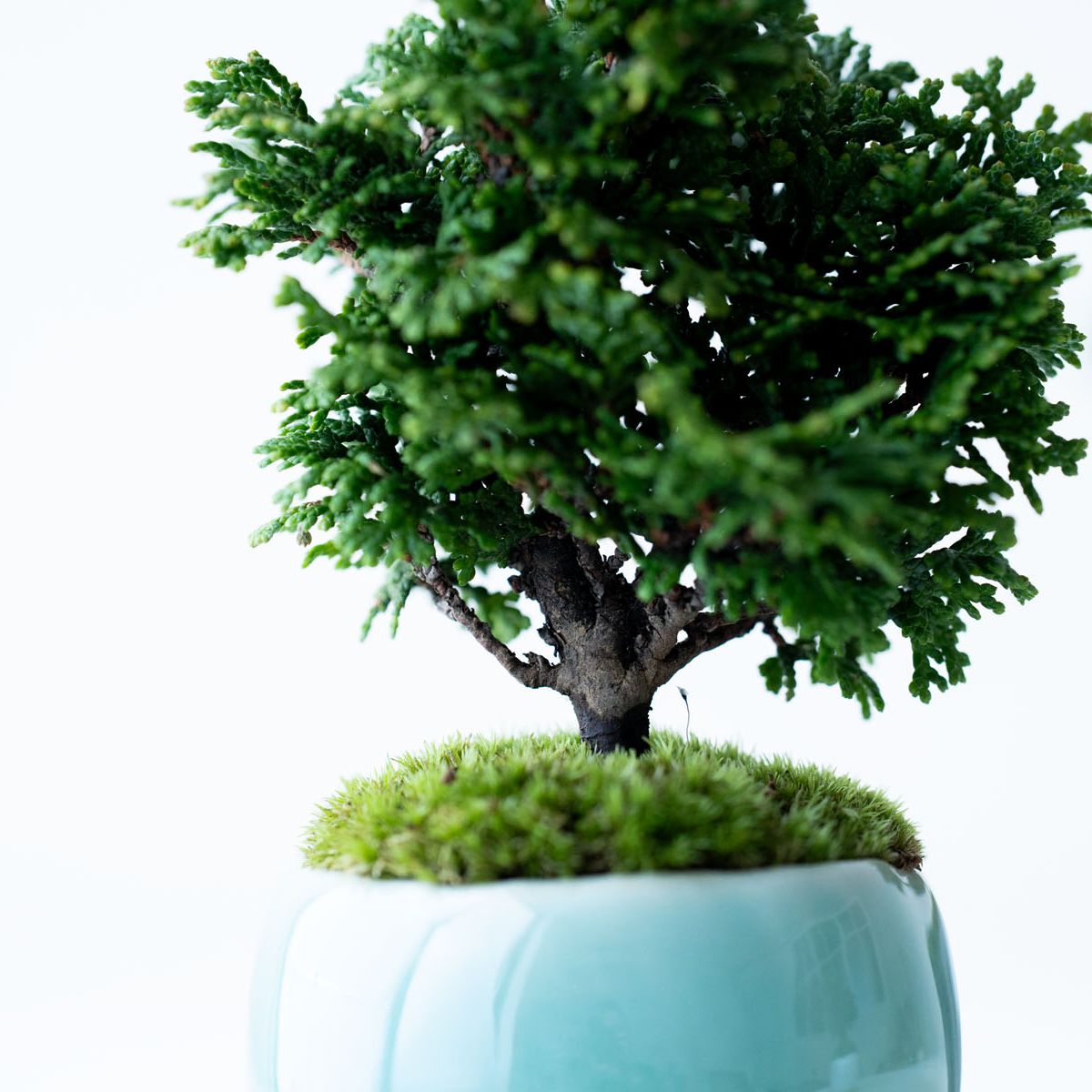 津山ヒノキ|氷青のうつわ【受け皿セット】